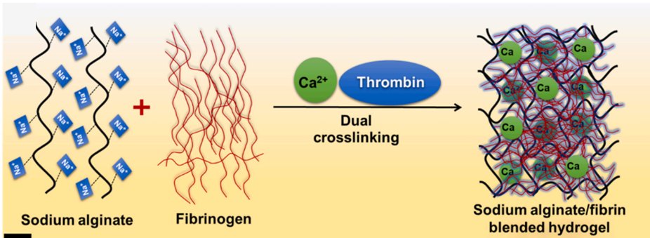 BiomaterialsAdv's tweet image. Human heart #bioprinting; Dual alginate–fibrinogen #bioinks and CaCl2 cross-linking show high cell proliferation, spreading, and expression of cardiac markers. Is this the next step for bioprinting cardiac constructs? Find out more: sciencedirect.com/science/articl…
#heart #biomaterials