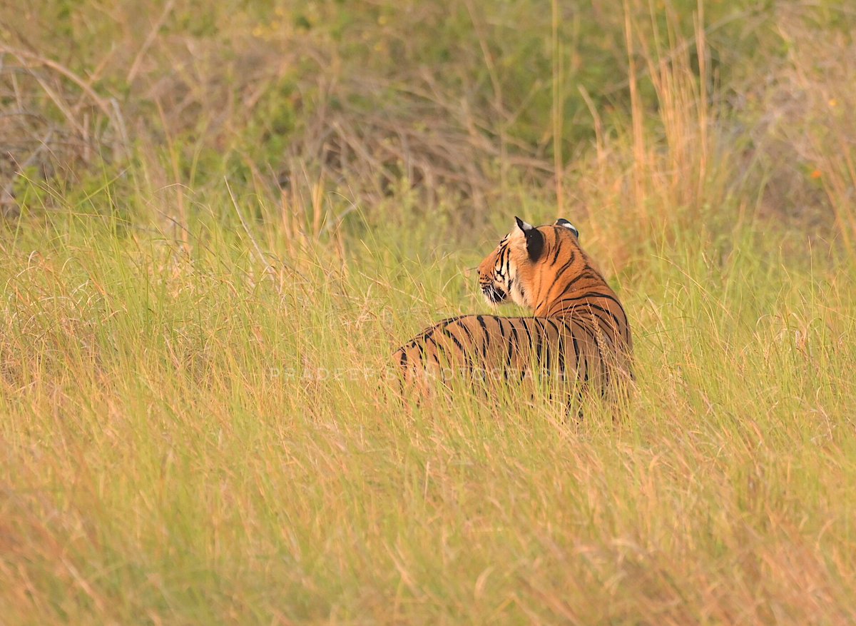 Tiger 🐯 in the grasslands of Dhikala. The most beautiful cat in its habitat 
#tigerpradeepsingh 
#pradeepswildlifeexpeditions 
#tigerprasangsingh
#dhikalacorbett 
#netgeotravel #netgeowild #nationalgeographic #bbcearth #bbctravel #nikonz6iiphotography #animalplanet