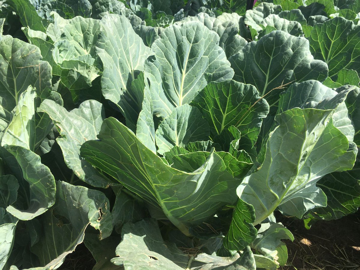Organic vegetables.

Organic farming involves thebuse of only natural substances for production. No chemicals are used.

For fertilizer, manure is used and for insecticides, natural sources such as rabbit urine are used.