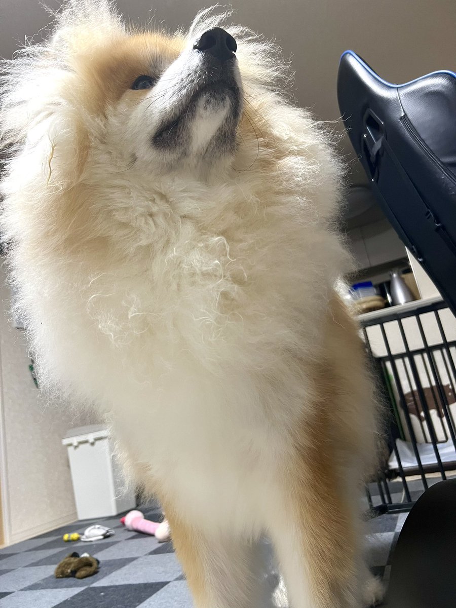モフモフでかわいいのに加え 飼い主の仕事を手伝ってくれるぽん氏