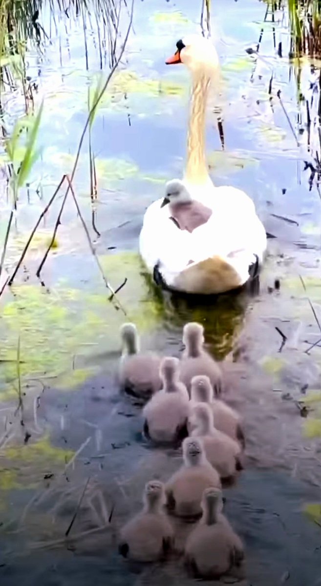 Mutlu Haftalar.🦢🐥🐥🐥🐥🐥🐥🐥🐥🐥