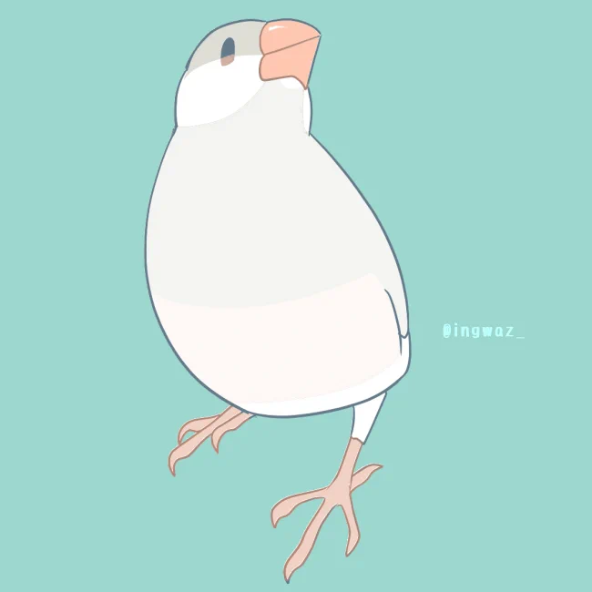 アゴもかわいい文鳥さん  #buncho #javasparrow #文鳥