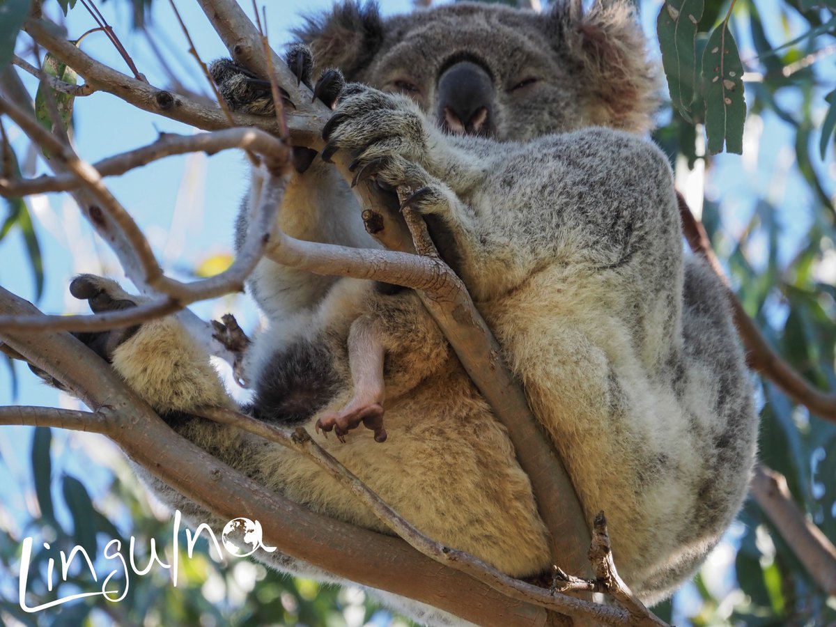 LinguIna tweet media