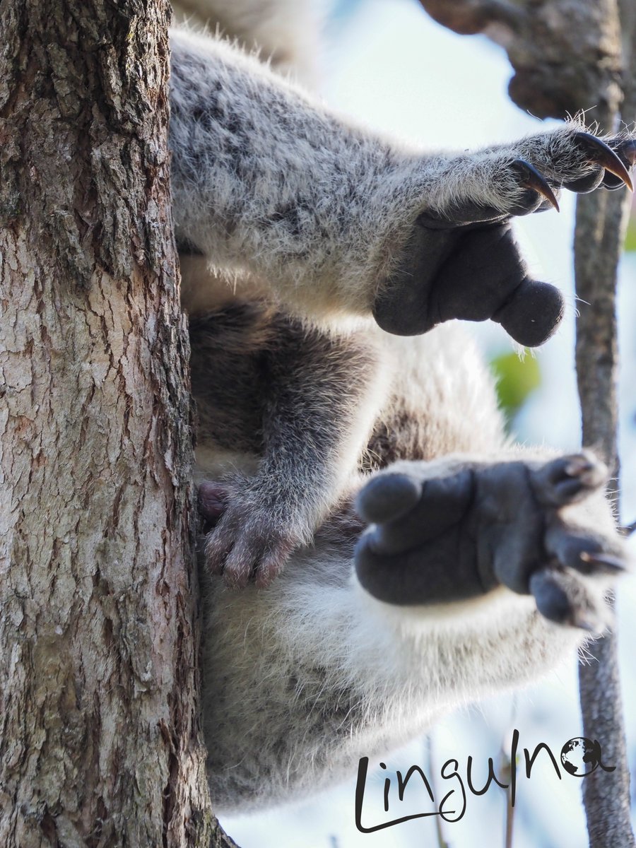 LinguIna tweet media