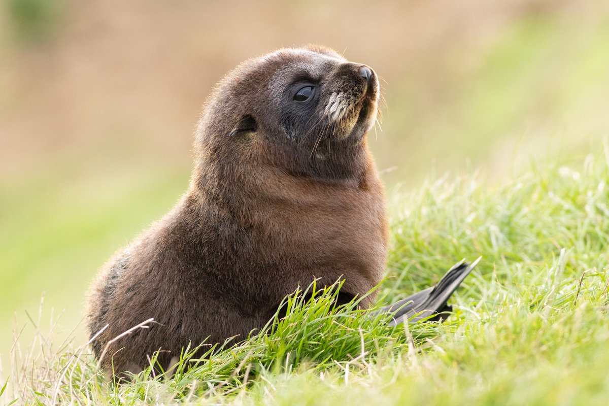 A kekeno (NZ fur seal) pup on the grassy headland at Katiki Point.      
#AnimalPhotography #TwitterNatureCommunity #MarineMammal #Pinnipeds #WildlifePhotography #NaturePhotography #ThePhotoHour #PhotoOfTheDay #BBCWildlifePOTD #Seal #FurSeal #NZFurSeal #Kekeno #Cute #CuteAnimal