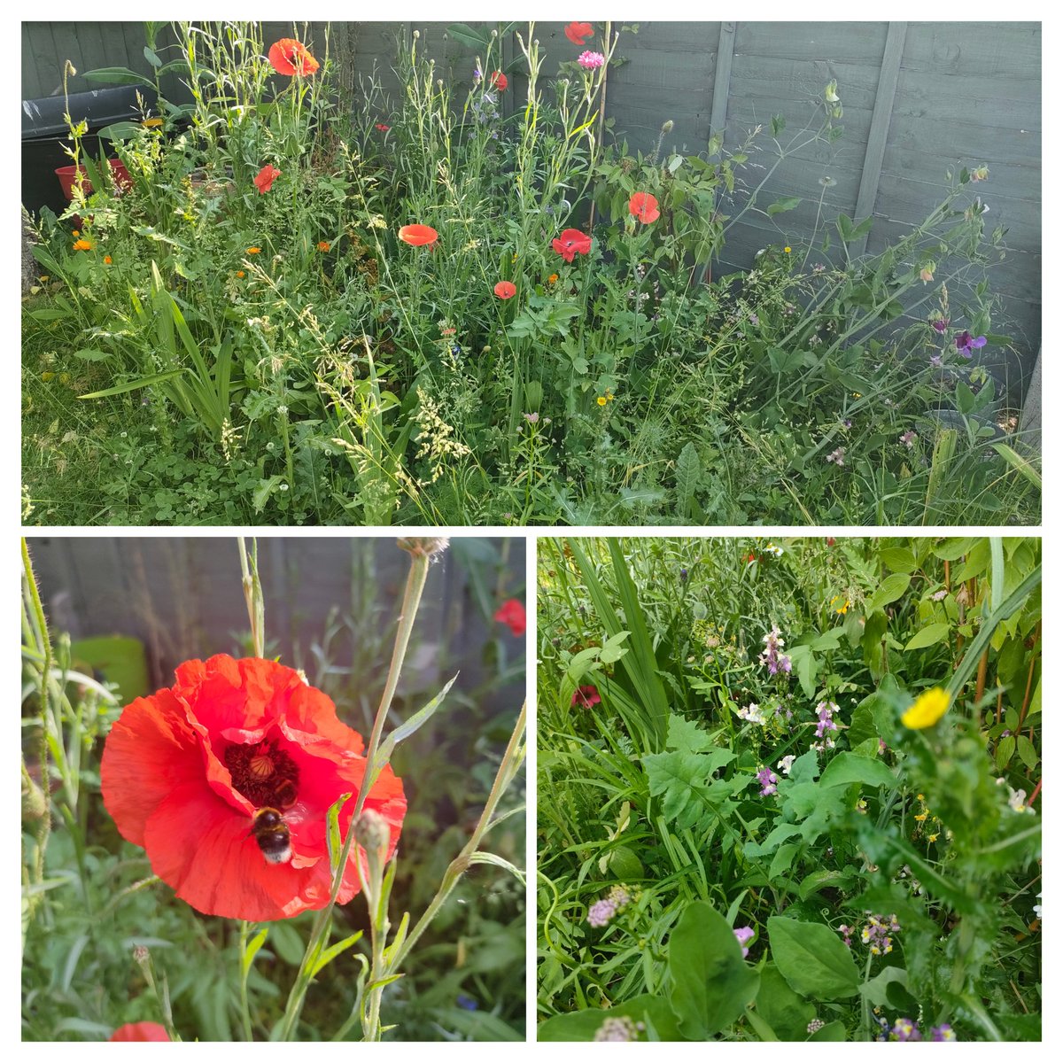 We turned the corner of our garden into a wild meadow and it makes me happy every day! It's instantly calming to be near and we love seeing all the nature it's attracting 🐝🐞🪲🦋