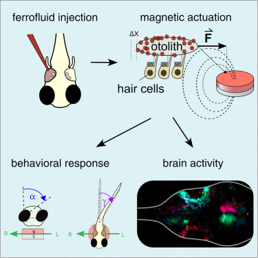 Our paper 'Magnetic  actuation of otoliths allows behavioral and brain-wide neuronal  exploration of vestibulo-motor processing in larval zebrafish' is online in #CurrentBiology. Congratulations Natalia and the rest of the authors! Full text here: authors.elsevier.com/a/1hCca3QW8S2Q…