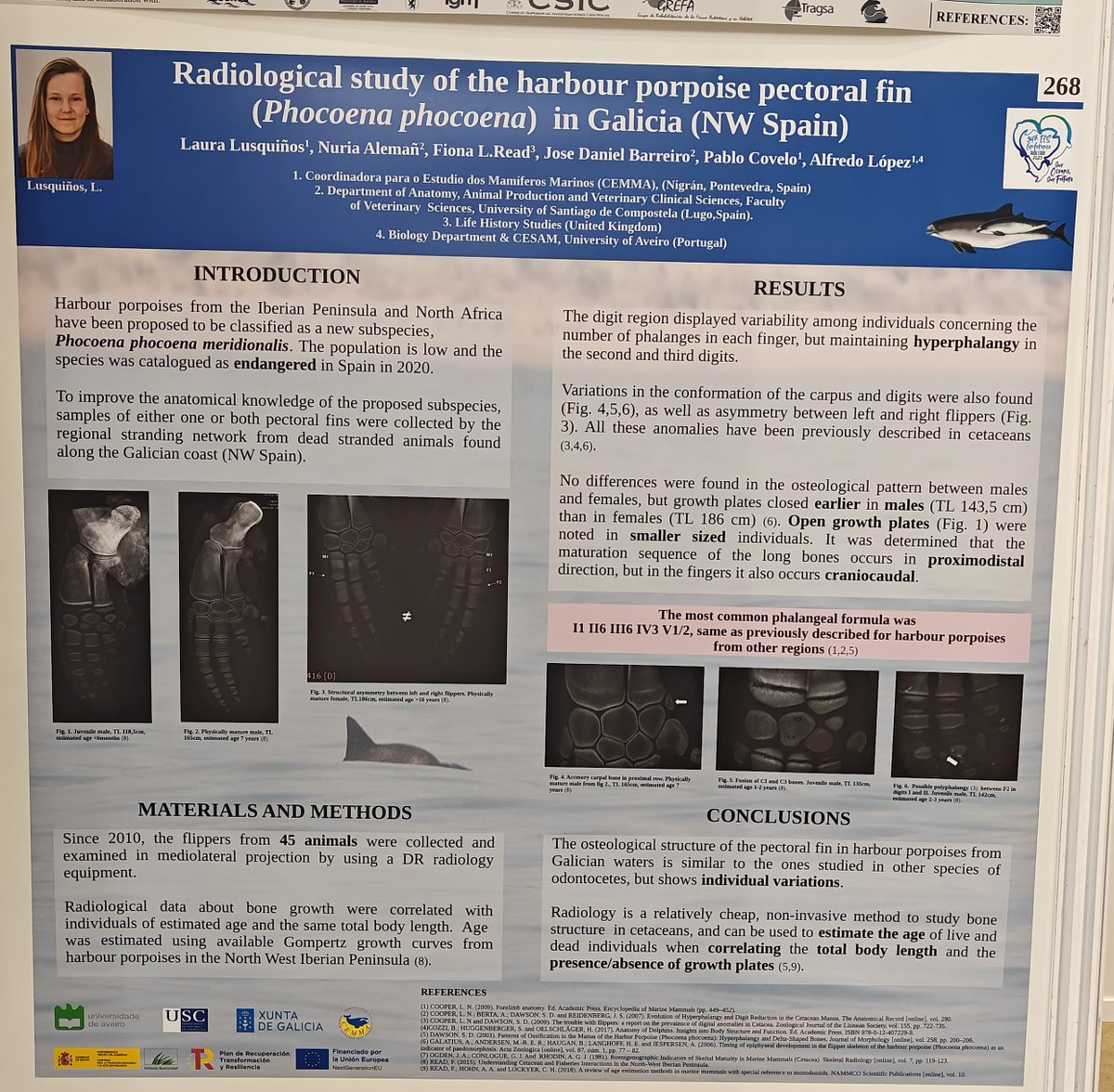 PorpoiseLady's tweet image. Laura Lusquiños et al: &quot;Radiological study of the harbour porpoise pectoral fin in Galicia&quot;, an endangered subsp (Pp meridionalis). 45 porps analysed: similar structure but w/ind variation: not all have same n of phalanges! radiology can estimate age!
#ECSConference2023