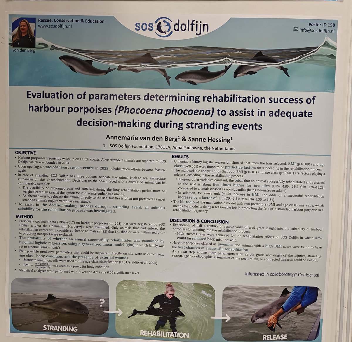 PorpoiseLady's tweet image. Annemarie van den Berg &amp;amp; Sanne Hessing: &quot;Evaluation of parameters determining rehabilitation success of harbour porpoises (Phocoena phocoena) to assist in adequate decision-making during stranding events. Juveniles with high BMI best chances of successful rehab
#ECSConference2023