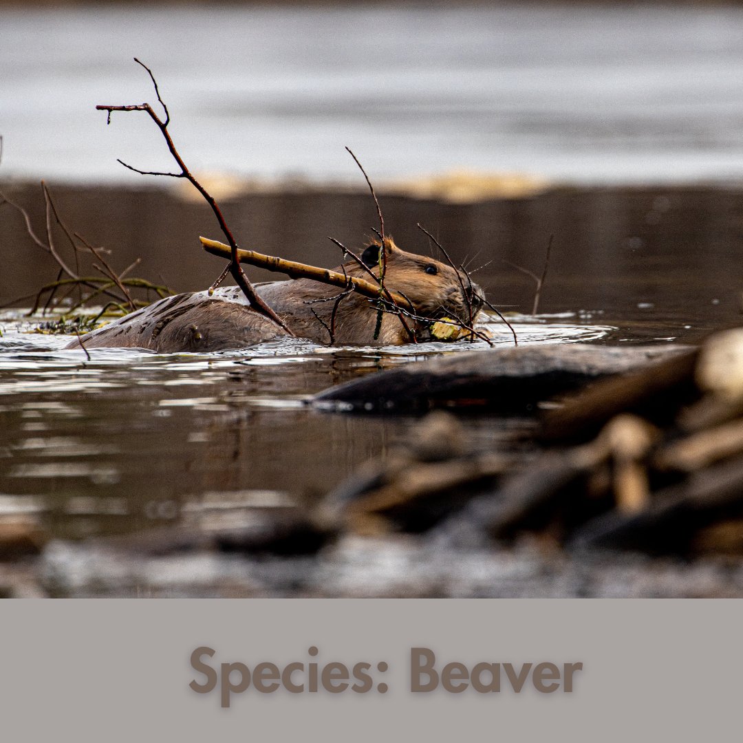 #30DaysWild Day 12: The #CityRegion is an ideal place to reintroduce important herbivores, such as the Eurasian Beaver, to shape the landscape. This keystone species need freshwater and creates habitat for other wildlife. Image: Ng Sze En 
rewildmystreet.org
#rewildmystreet