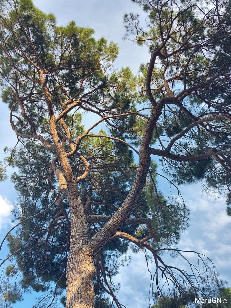 @infotainmentod Happy Monday Treepeople 🌿💚🌿
#NaturePhotograhpy #nature #photography #tree #TreeClub #naturaleza #fotografía #árbol #HappyMonday #FelizSemana