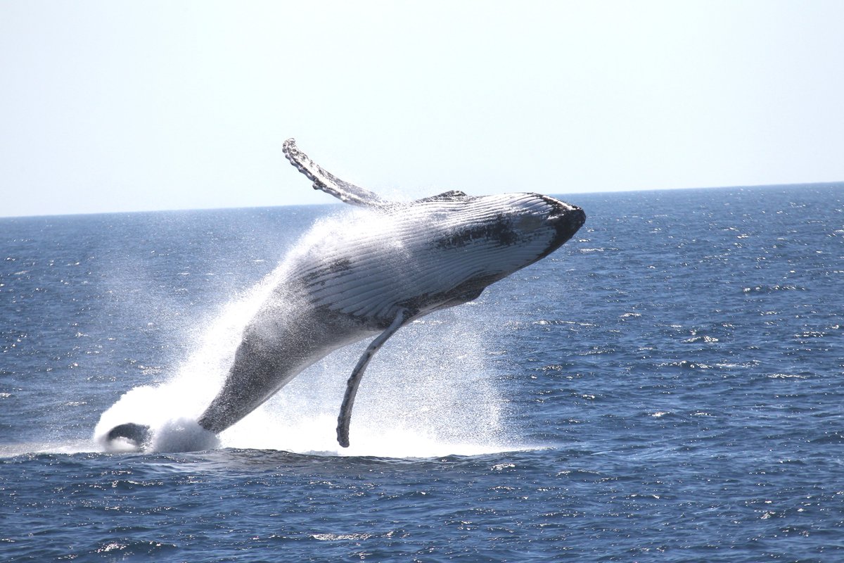 nonbiriperth's tweet photo. 西オーストラリアの沖では、5月から12月に、優雅に泳ぐザトウクジラを見ることができます🐋 パース近郊では、ヒラリーズボートハーバーやフリーマントル、ロットネスト島でも9月から11月、ホエールウォッチングのツアーが人気です💛
https://t.co/fZAcN2emUk
#WAtheDreamState #destinationperth https://t.co/yrBWimZ6V9