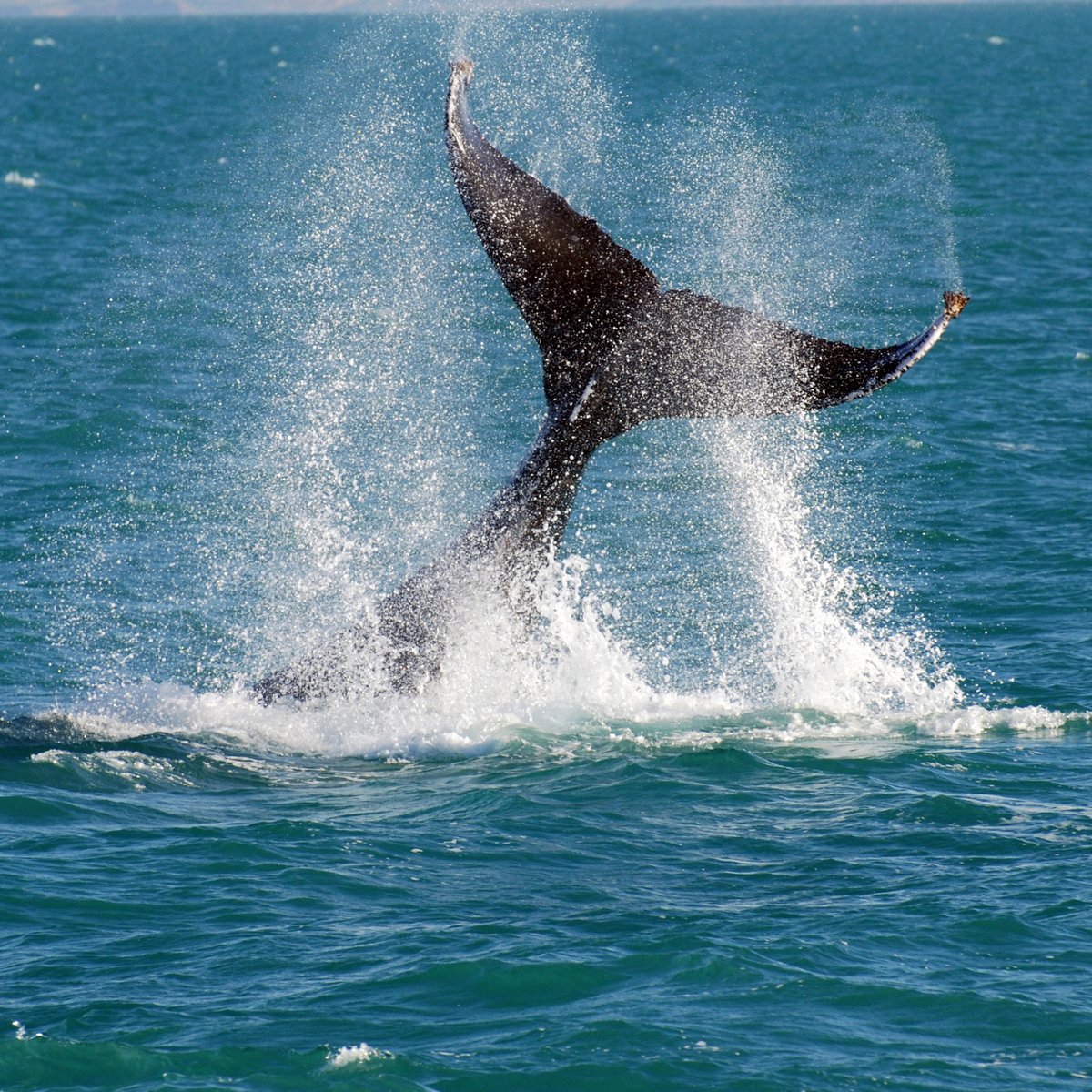 nonbiriperth's tweet photo. 西オーストラリアの沖では、5月から12月に、優雅に泳ぐザトウクジラを見ることができます🐋 パース近郊では、ヒラリーズボートハーバーやフリーマントル、ロットネスト島でも9月から11月、ホエールウォッチングのツアーが人気です💛
https://t.co/fZAcN2emUk
#WAtheDreamState #destinationperth https://t.co/yrBWimZ6V9