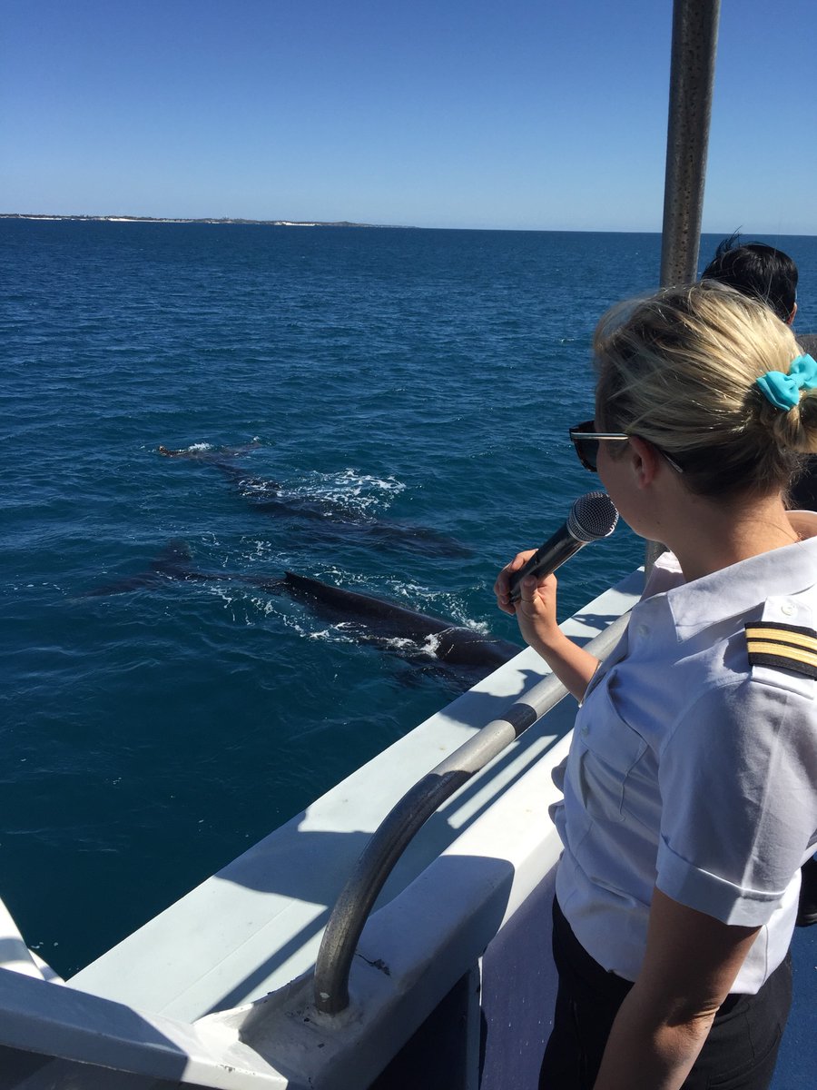 nonbiriperth's tweet photo. 西オーストラリアの沖では、5月から12月に、優雅に泳ぐザトウクジラを見ることができます🐋 パース近郊では、ヒラリーズボートハーバーやフリーマントル、ロットネスト島でも9月から11月、ホエールウォッチングのツアーが人気です💛
https://t.co/fZAcN2emUk
#WAtheDreamState #destinationperth https://t.co/yrBWimZ6V9