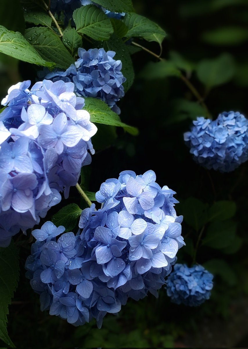 ナキ tweet media
