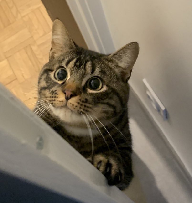 ademu__'s tweet photo. Faut pas me le dire deux fois 😼 https://t.co/IDKqp1S5gi