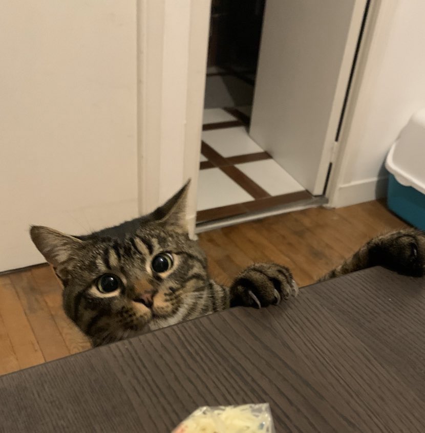 ademu__'s tweet photo. Faut pas me le dire deux fois 😼 https://t.co/IDKqp1S5gi