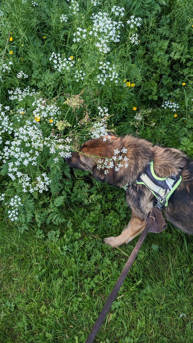 OfBogo's tweet photo. We hope you've been keeping well during our prolonged absence.

Have no fear it is still our intention to bring you more D&amp;D content as things get back into order.

Meantime Ricky reminds everyone to take time to stop and sniff flowers.

#dnd #dnd5e #ttrpg #pupstagram #dogstagram https://t.co/12tF9jf6D9