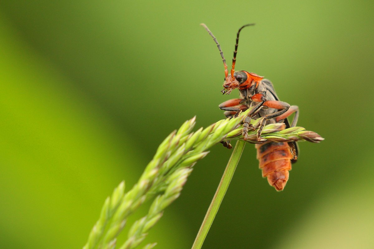 Insect Week tweet media