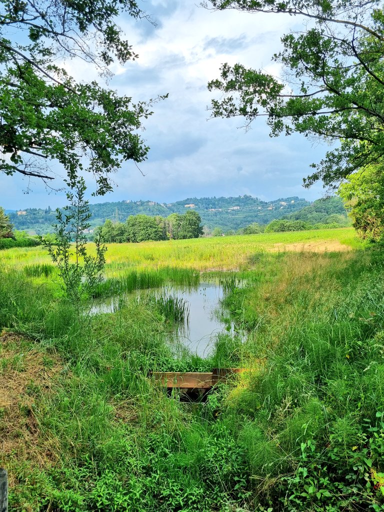 olivati's tweet photo. Lo stagno ripopolamento batraci 🐸 frequentato anche dalle anatre 🦆a #Mozzo https://t.co/BqT6mIKgAJ