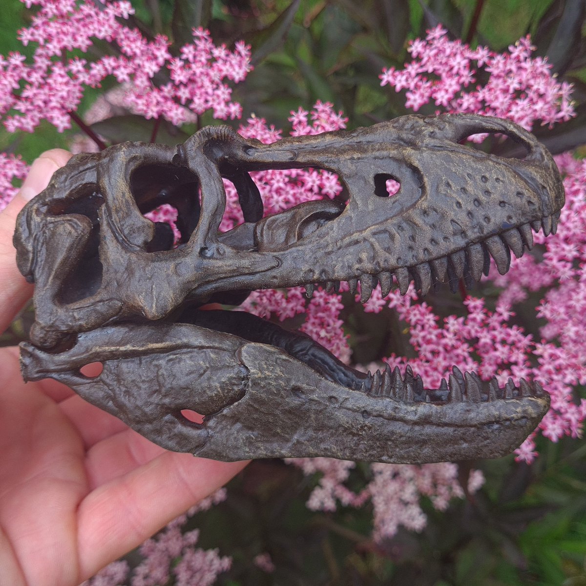 ScienceSkink's tweet image. Skull number five, one of my favourite theropods!
Just incredible work from @ruadhribrennan 🦖