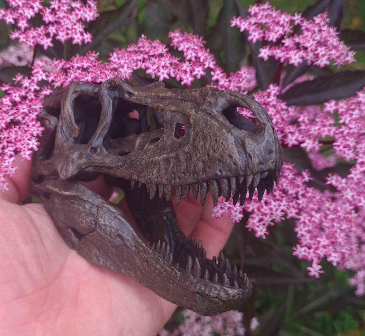 ScienceSkink's tweet image. Skull number five, one of my favourite theropods!
Just incredible work from @ruadhribrennan 🦖