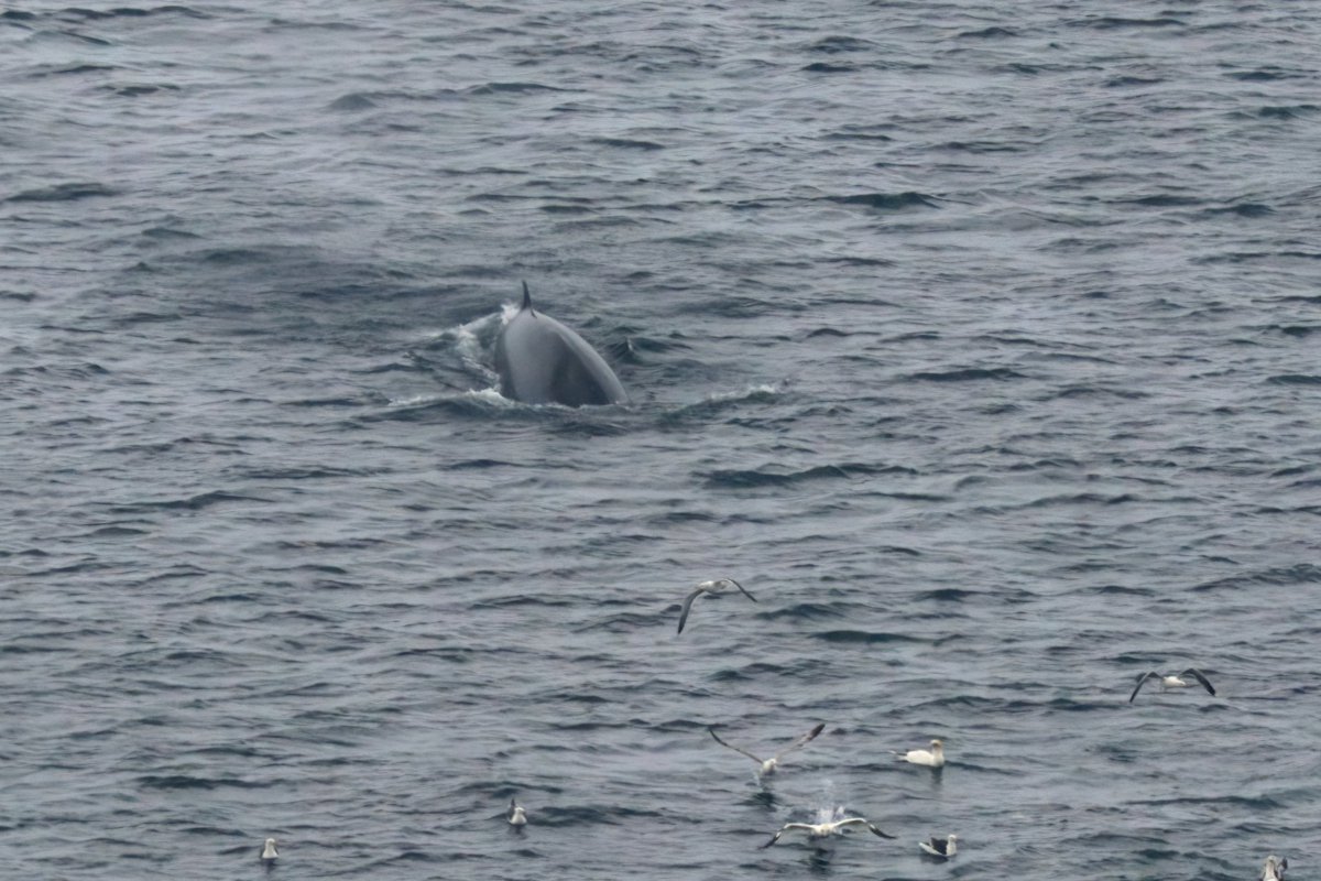 Lots of excitement at <a href="/RSPBNI/">RSPB NI</a> Rathlin Island West Light Seabird Centre this week with the best views I've ever had of minke whales