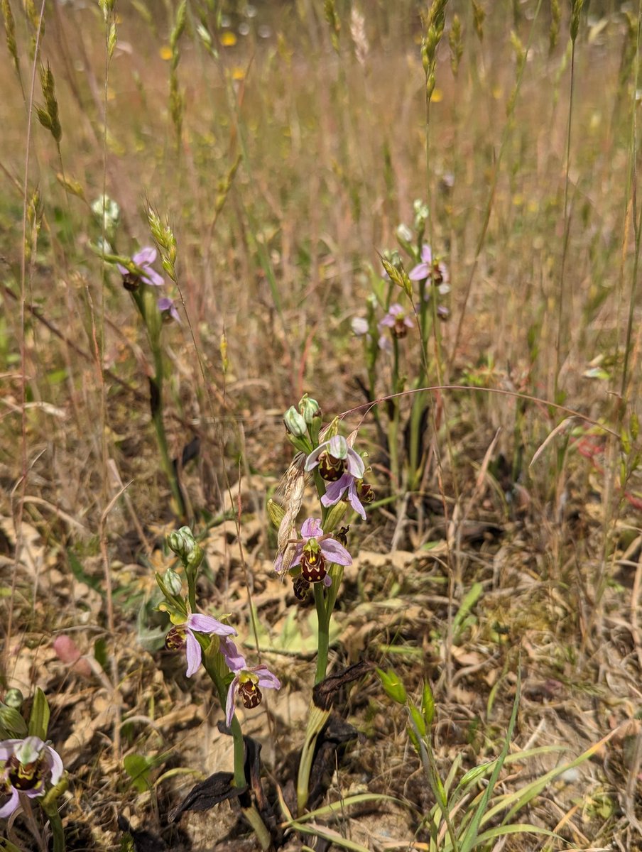 jahasse's tweet photo. Missed #wildflowerhour last night but wanted to give a shoutout for my nearest Bee Orchids along the #JubileeRiver #HowDidItGetThere?near @dorneycourt Broomrape, Sainfoin and Fiddleneck too https://t.co/DPHg54YQB9