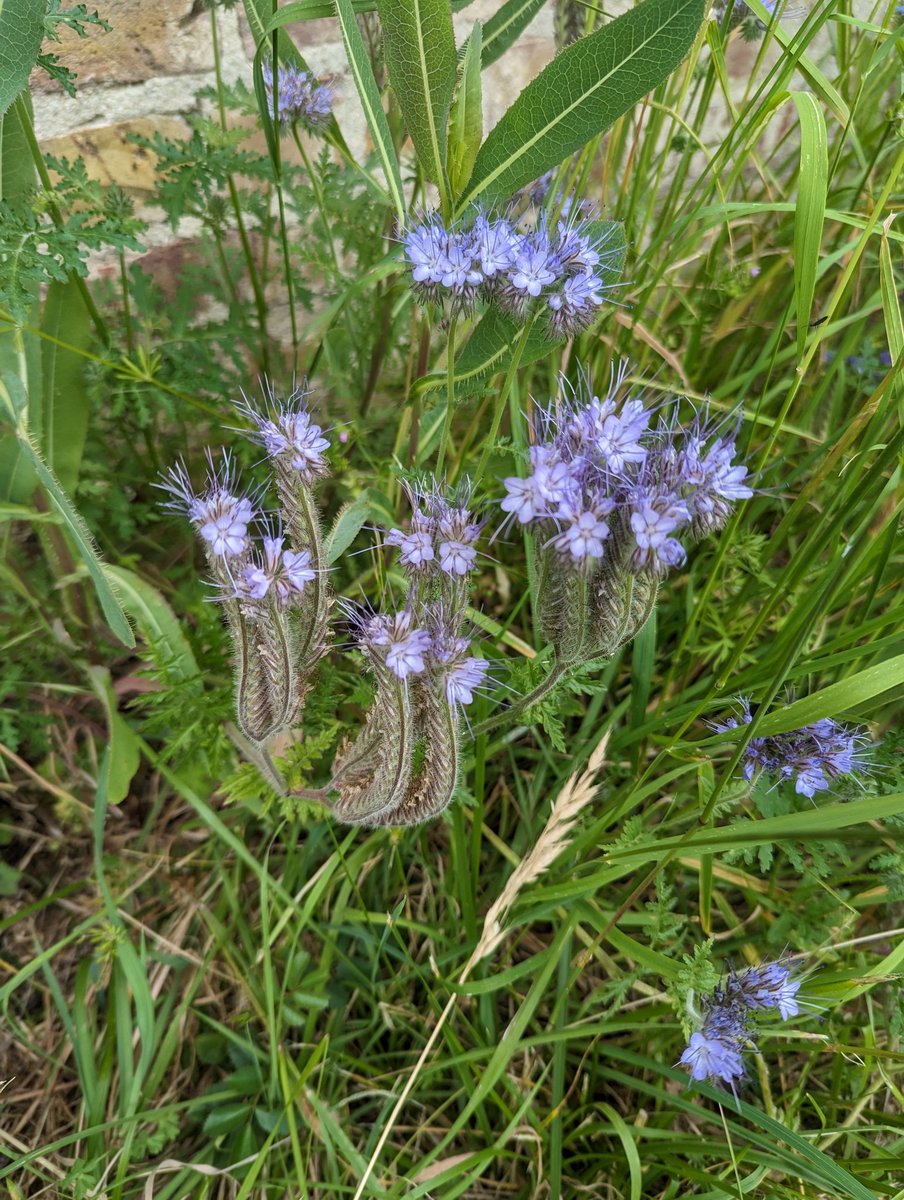 jahasse's tweet photo. Missed #wildflowerhour last night but wanted to give a shoutout for my nearest Bee Orchids along the #JubileeRiver #HowDidItGetThere?near @dorneycourt Broomrape, Sainfoin and Fiddleneck too https://t.co/DPHg54YQB9