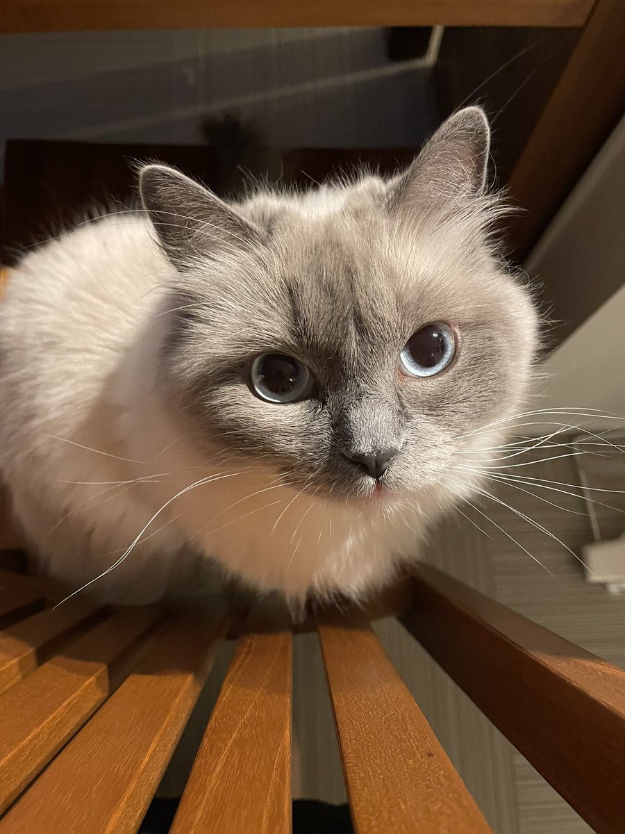 🐱ぽもち🐱 tweet media