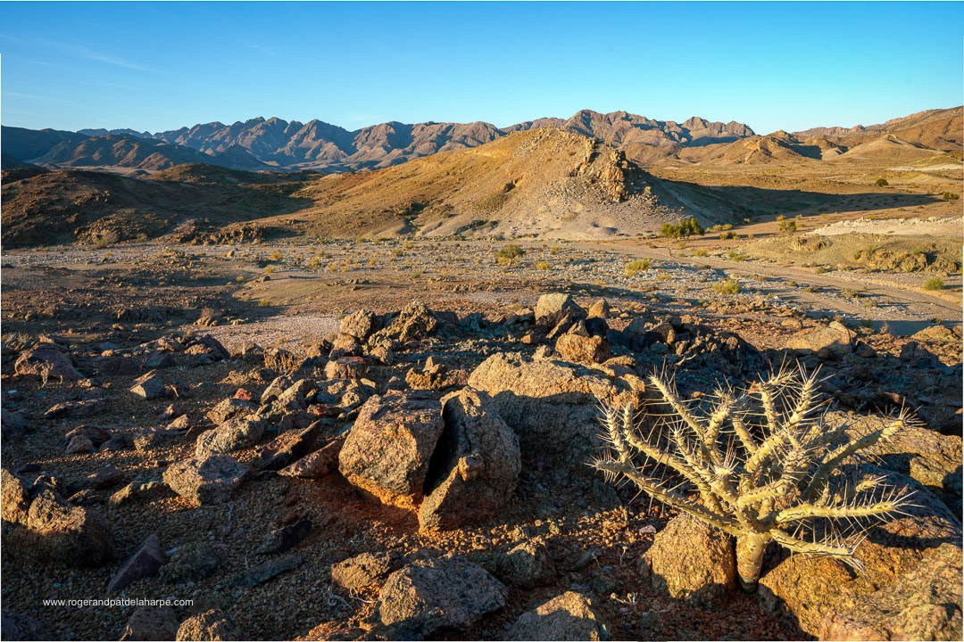 Roger de la Harpe tweet media