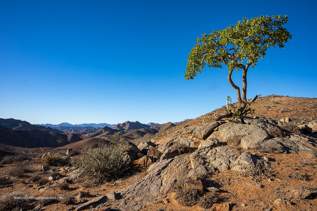 Roger de la Harpe tweet media