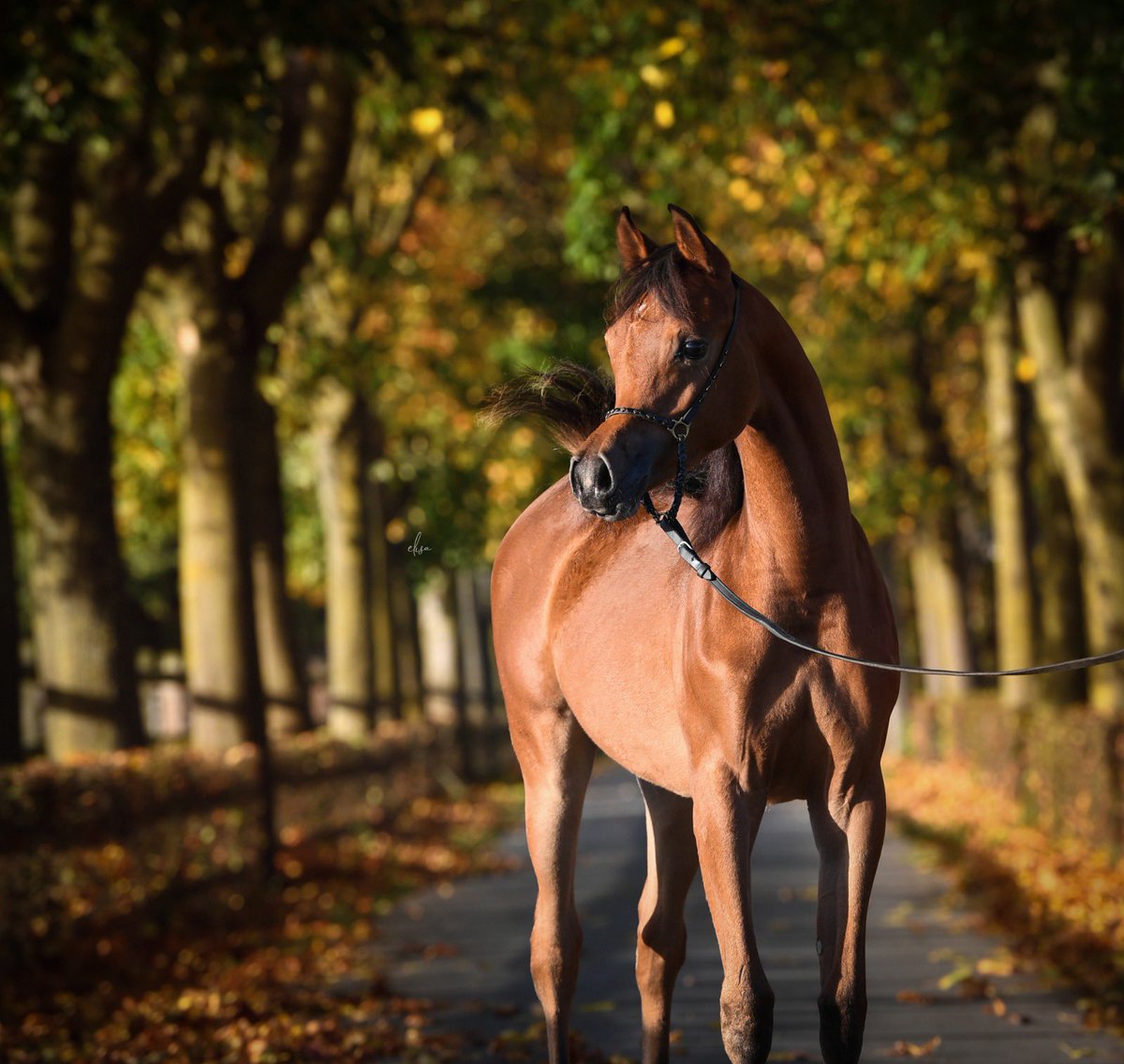 bin_gelban_stud's tweet photo. بفضل من الله تحقق البطلة 💎 نيوم بن ج 💎 اول انتاجات مربط بن جلبان،
الميدالية الذهبيه في بطولة بروج  في بلجيكا واعلى علامة في المهرات بشكل عام في البطولة. https://t.co/bYFpfoqwV7
