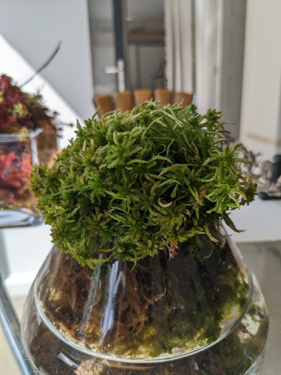 Crichton Carbon Centre (@carboncentre) on Twitter photo Happy #SphagnumMonday! This was from one of the pieces at <a href="/peatconnections/">PeatlandConnections</a>' #SpringFling exhibition. Visitors could view the sphagnum from underneath microscopes. Happy #SphagnumMonday! This was from one of the pieces at <a href="/peatconnections/">PeatlandConnections</a>' #SpringFling exhibition. Visitors could view the sphagnum from underneath microscopes.