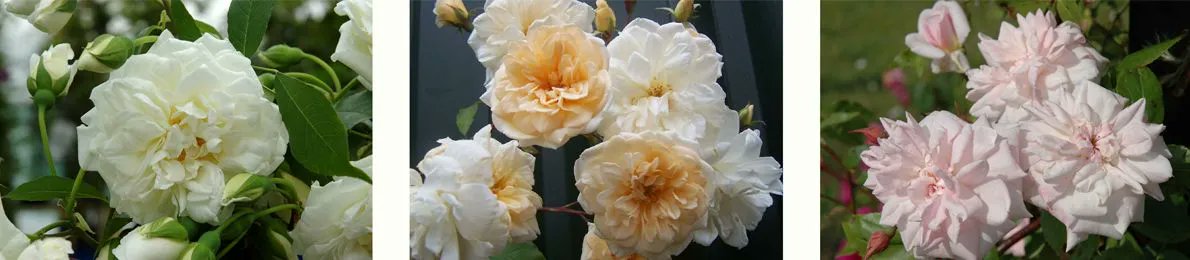 My neighbour grows roses.
My flat is filled with their scent.
I am happy - and yet  I miss having a garden of my own
#smallPleasures
#summerGardens
#roses