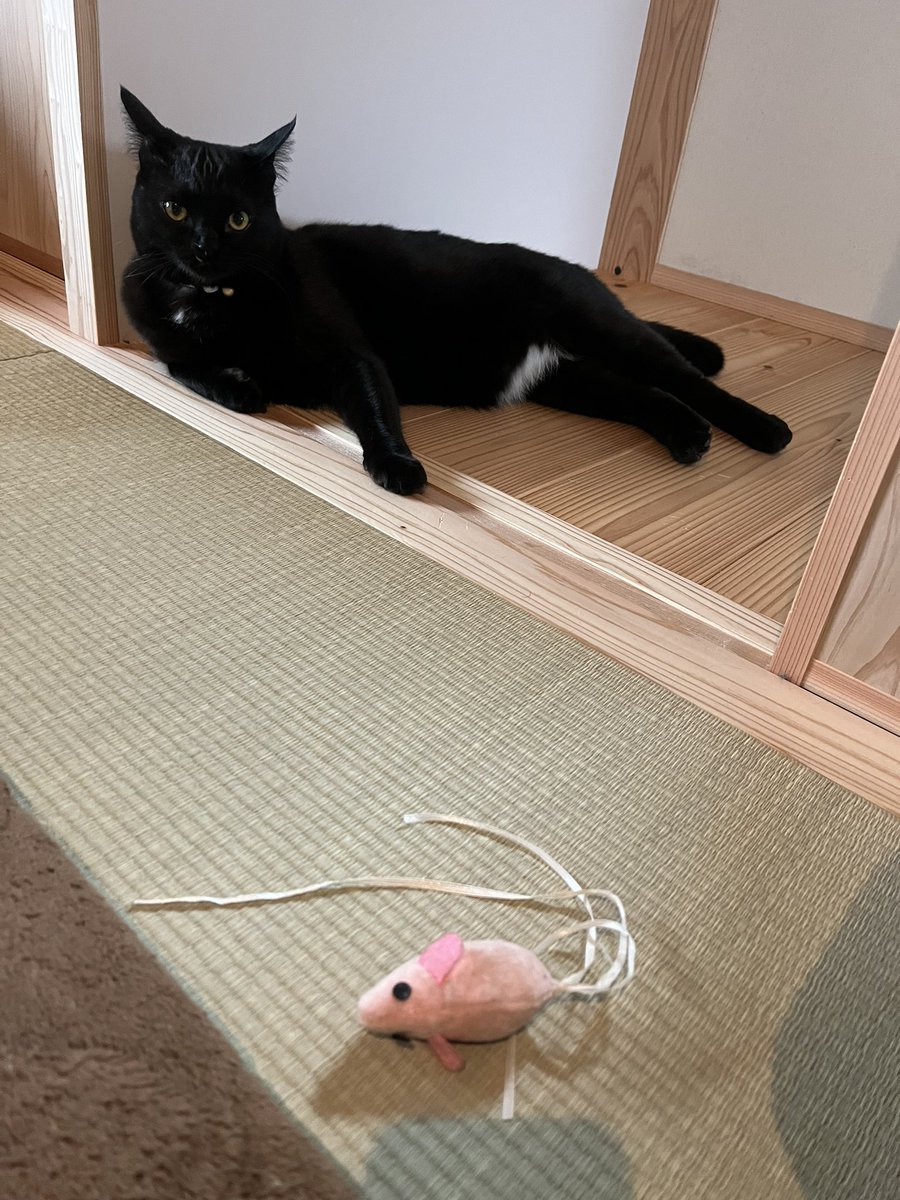 0411Wy's tweet photo. @CACAOCAT_ にゃん🐈‍⬛ https://t.co/LqomvO9gT3