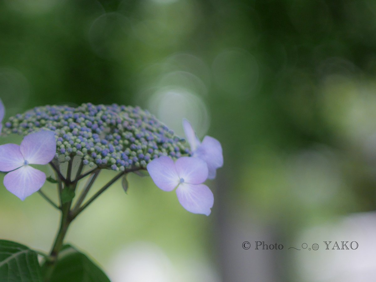 紫のキミ𓂃 𓈒𓏸𑁍
。
お疲れ様です😌🍀
。
＃ふぉと　＃ファインダー越しの私の世界　＃photography　＃キリトリセカイ ＃写真で伝えたい私の世界　＃オールドレンズ倶楽部　  #TLを花でいっぱいしよう   #紫陽花  #高幡不動尊