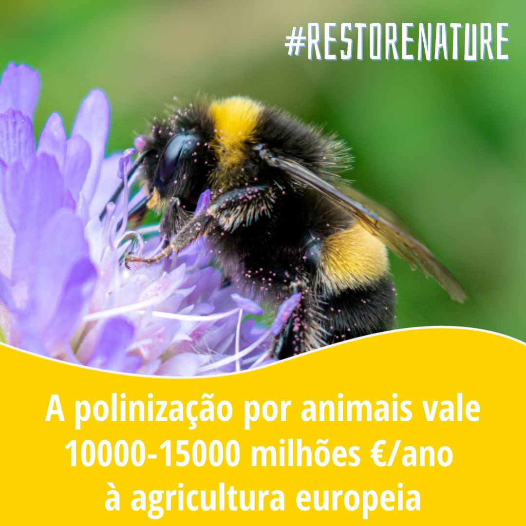tagispt's tweet photo. Os benefícios do restauro da natureza superam em muito os custos das crises climática e da biodiversidade.⚖️
@sara_saracerdas @EP_Environment, invistam num futuro próspero e sustentável!
➡️ https://t.co/WmWejF1ke6
#RestoreNature https://t.co/cXFcQY0AEJ
