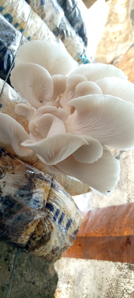 eden_ime's tweet photo. Have you ever tasted mushroom smoothie?
#mushroom
#smoothis https://t.co/p9a5JPxz0N