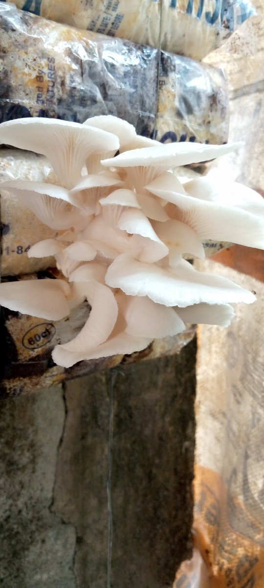 eden_ime's tweet photo. Have you ever tasted mushroom smoothie?
#mushroom
#smoothis https://t.co/p9a5JPxz0N
