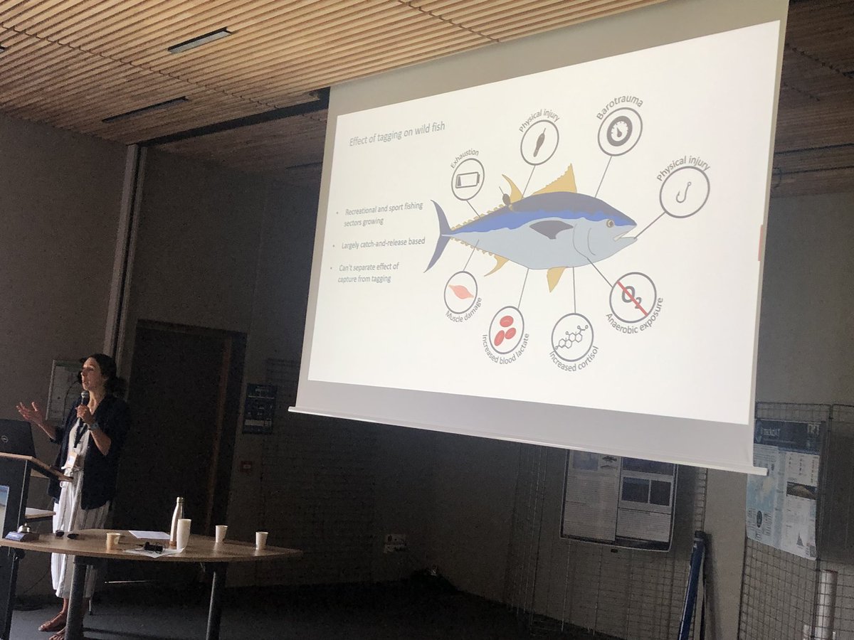 icft2023's tweet photo. Jessica Rudd showing why it is interesting to use multiple tag types to better understand behavior and ecology of tunas https://t.co/tWYTenQCaf