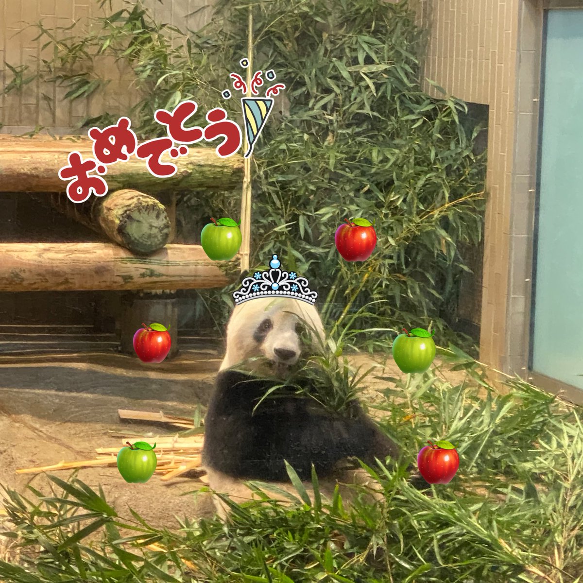 cai_study_china's tweet photo. 香香生日快乐🎂🎉🐼🎊🍎
你好吗?我想尽快去看你❤️
我希望你喜欢每一天🥰
#シャンシャン #xiangxiang
#japanda #大熊猫 #パンダ https://t.co/vnnewUPK4n