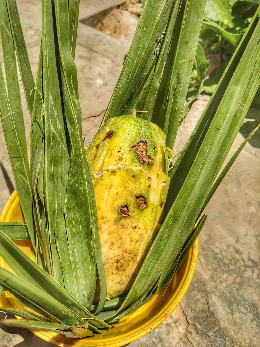 AKANKSHAMOHAN10's tweet photo. ଫୁଟି/ଫୁଟି କାକୁଡି (Snap melon)- ଓଡ଼ିଆ ପଣା ଜାତୀୟ ଫଳ। ଗ୍ରୀଷ୍ମ ଦିନେ ଏହାର ସର୍ବତ/ ପଣା କରି ପିଇବାକୁ ଲୋକେ ଭାରି ଭଲ ପାଆନ୍ତି। ପ୍ରଥମ ଥର ପାଇଁ ଏହାର ମଜା ନବାର ସୁବିଧା ପାଇଲି😍😍।
#snapmelon #futi #futikakudi #pantomath #odisha #odia #odishalloststories #foodblogger https://t.co/Tnj1LVcnKt