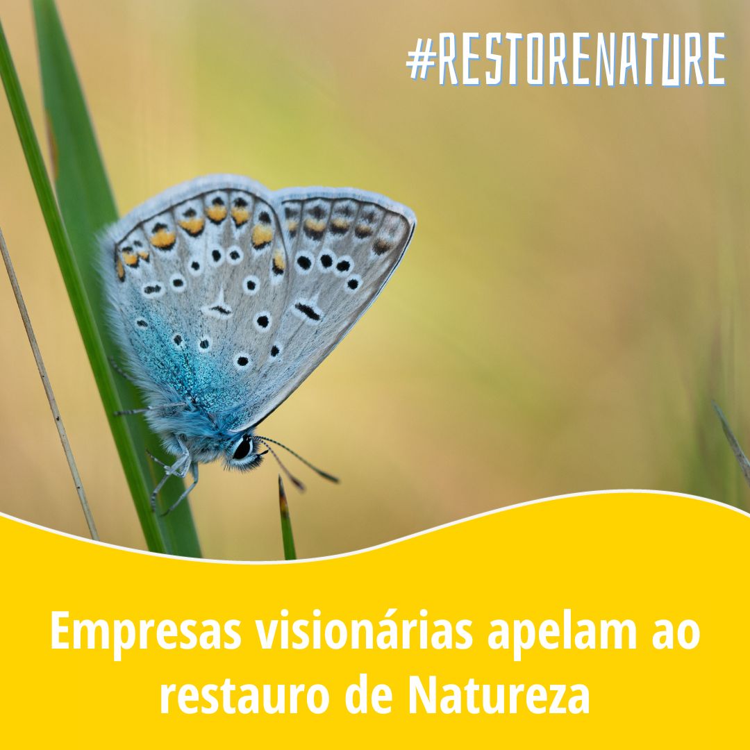 tagispt's tweet photo. As empresas também precisam da natureza. 🌍
Não podem prosperar na incerteza que as crises climática e da biodiversidade trazem.
As empresas europeias manifestaram o seu apoio a uma Lei de Restauração da Natureza da UE forte. @EP_Environment têm de as ouvir! 📢
#RestoreNature https://t.co/rGAUUCbysw