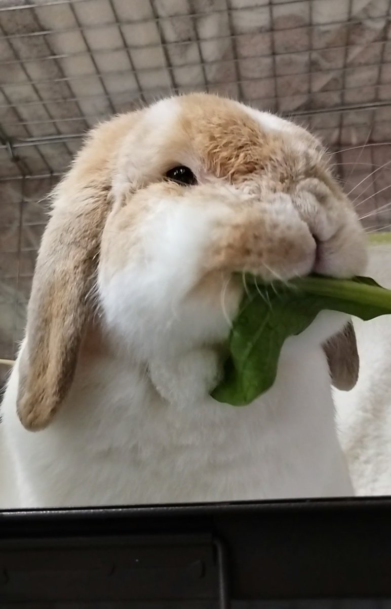 うまっ   ( '´༥`'  )🥬小松菜