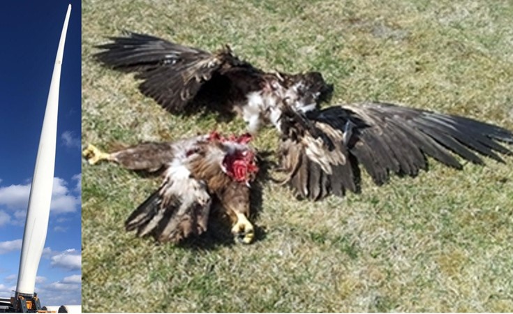 ATTENTION IMAGES CHOQUANTES 

Massacre des rapaces à la pale d'#éolienne ! 

D'après des études universitaires réalisées en Inde, il y a une disparition de 75% des buses et des faucons dans les zones où sont installées des centrales #éoliennes. 

Source : pubmed.ncbi.nlm.nih.gov/30397304/