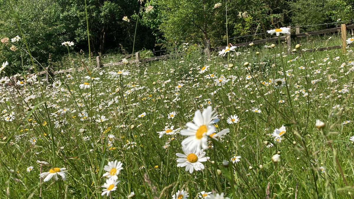 Shute House tweet media