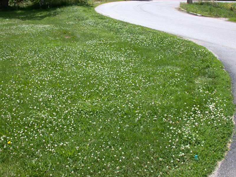 Picture of the Week: White Clover by Glenn Hardebeck tinyurl.com/4auj8a79