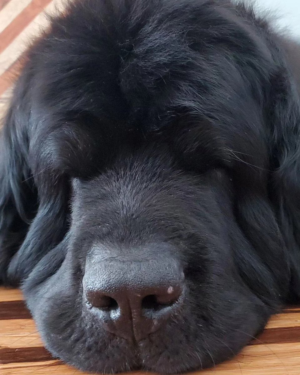 seamuspO2L's tweet photo. To the sweetest of boys... I love you Angus. I'll be seeing you buddy. https://t.co/Sxf7HKZFGQ