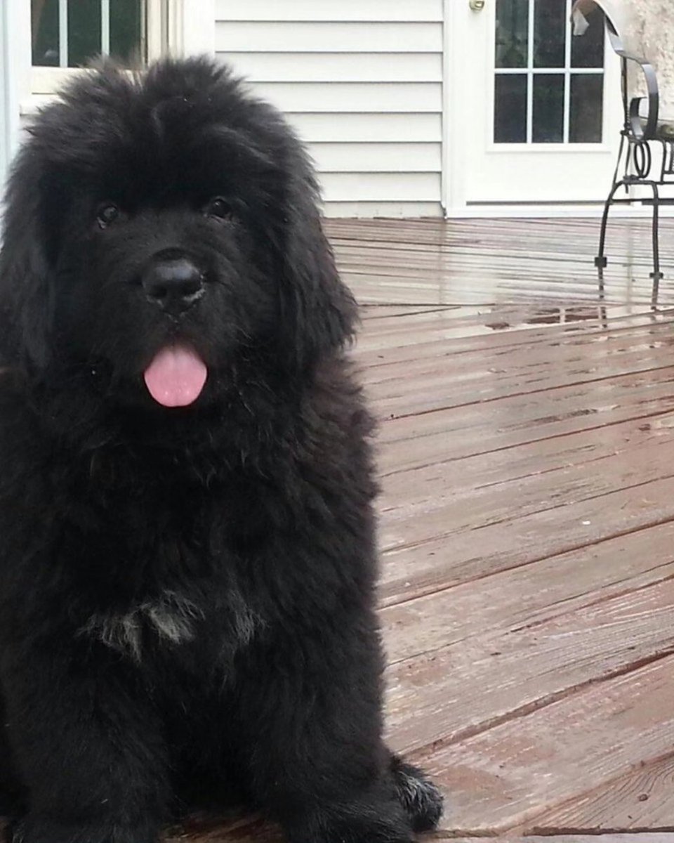 seamuspO2L's tweet photo. To the sweetest of boys... I love you Angus. I'll be seeing you buddy. https://t.co/Sxf7HKZFGQ